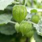 Perennial Cape Gooseberry Physalis Peruviana Goldenberry Fruit Plant Seeds