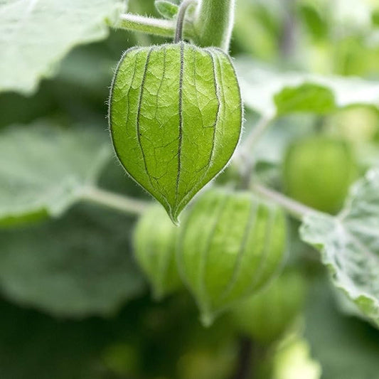 Perennial Cape Gooseberry Physalis Peruviana Goldenberry Fruit Plant Seeds