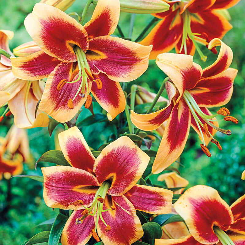 Scheherazade Turban Lily Tree Lily Blooms Species Growing Bonsai Bulbs Roots Rhizomes Corms Tubers Potted Planting Reblooming Fragrant Garden Flower Seeds Plant