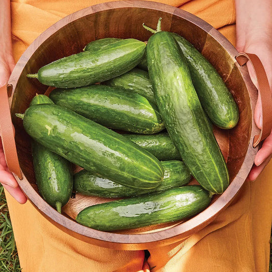 Cucumber, Bragger Hybrid