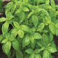 Basil, San Remo