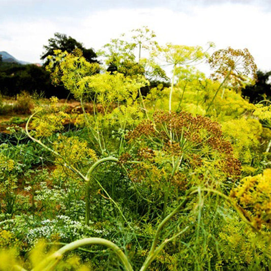 Mammoth Dill