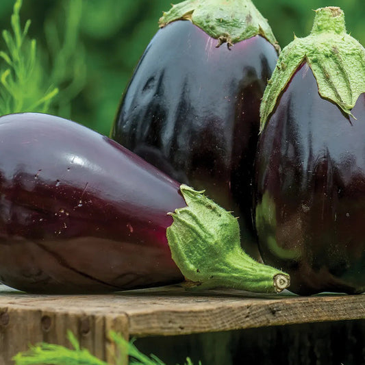 Eggplant, Black Beauty
