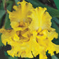 Spirit of Memphis Bearded Iris Species Growing Bonsai Bulbs Roots Rhizomes Corms Tubers Potted Planting Reblooming Fragrant Garden Flower Seeds Plant