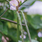 Cowpea, California Blackeye No.5