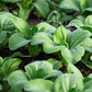 Baby Bok Choy Seeds Shanghai Green Stem AKA Pak Choi Pok Choi Chinese Cabbage