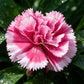 Pink White Two-Tone Carnation Seeds