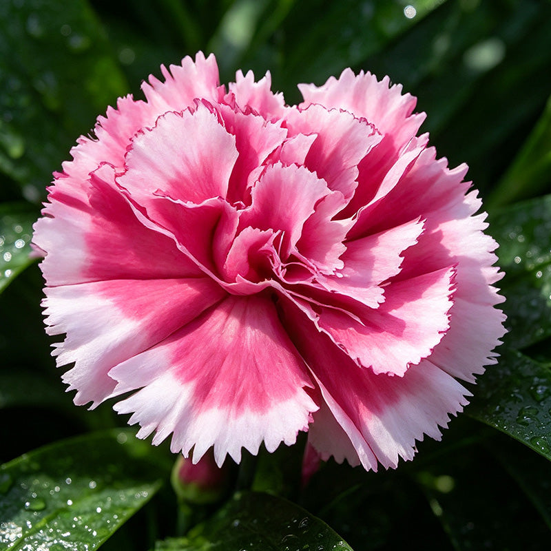 Pink White Two-Tone Carnation Seeds