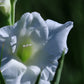 WHITE PROSPERITY White Flowering Gladioli Beautiful Flowering Perennials Sword Lily Gladiolus Bulbs Flower Seeds