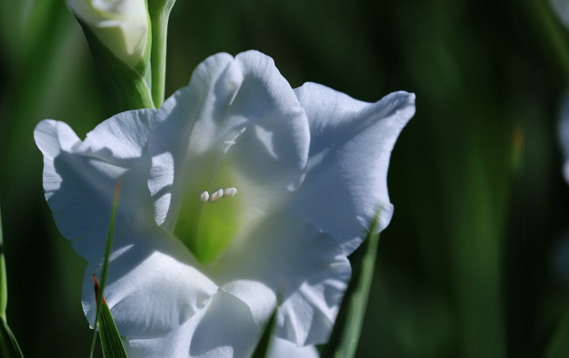 WHITE PROSPERITY White Flowering Gladioli Beautiful Flowering Perennials Sword Lily Gladiolus Bulbs Flower Seeds