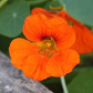 TROPAEOLUM MAJUS NANUM SINGLE MIX