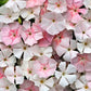 Pink Phlox paniculata Seeds