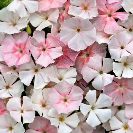 Pink Phlox paniculata Seeds