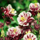 Double Aquilegia Seeds Pink Petticoat Flower Seeds for Planting Outdoor Garden Flower Plant Seeds Attracts Bees
