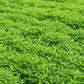 Cover Crop Mix Seeds: Hairy Vetch, Daikon Radish, Forage Collards, Triticale, More