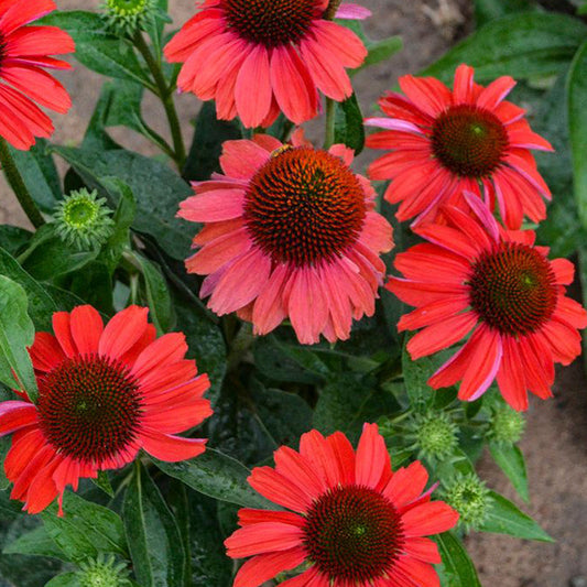 Red Coneflower Seeds - Vibrant Hardy Perennial Pollinator Flower
