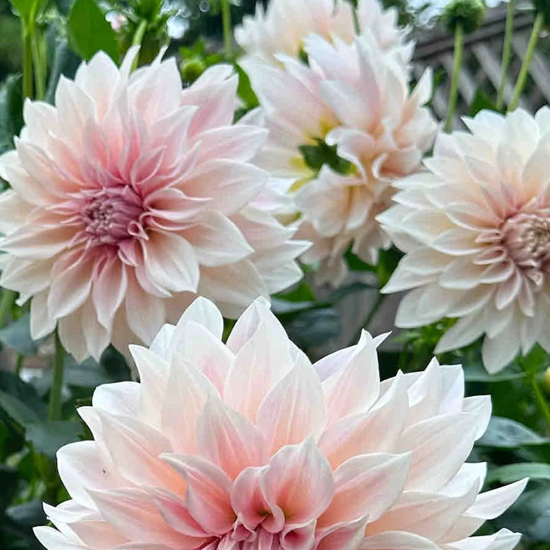 Premium Pinkish White Dahlia Seeds