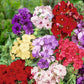Phlox drummondii -Dwarf Mix