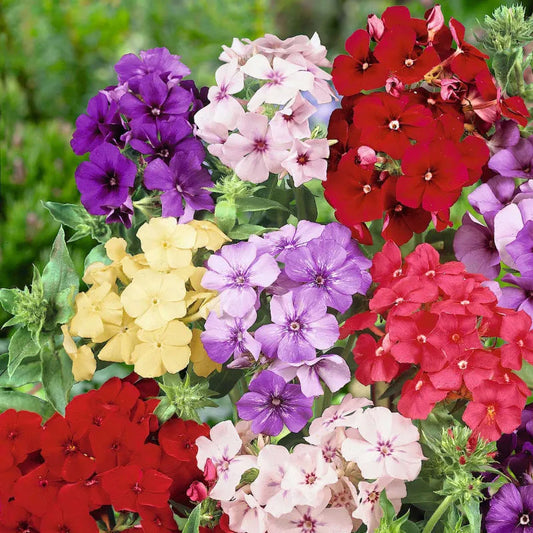 Phlox drummondii -Dwarf Mix