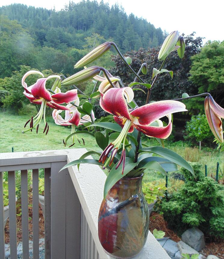Scheherazade Orienpet Hybrid Lily Blooms Species Growing Bonsai Bulbs Roots Rhizomes Corms Tubers Potted Planting Reblooming Fragrant Garden Flower Seeds Plant