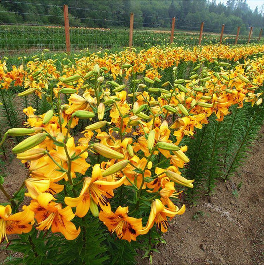 Yellow Pinwheel Asiatic Hybrid Lily Blooms Species Growing Bonsai Bulbs Roots Rhizomes Corms Tubers Potted Planting Reblooming Fragrant Garden Flower Seeds Plant