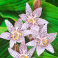 Toad Lily Collection Lily Blooms Species Growing Bonsai Bulbs Roots Rhizomes Corms Tubers Potted Planting Reblooming Fragrant Garden Flower Seeds Plant