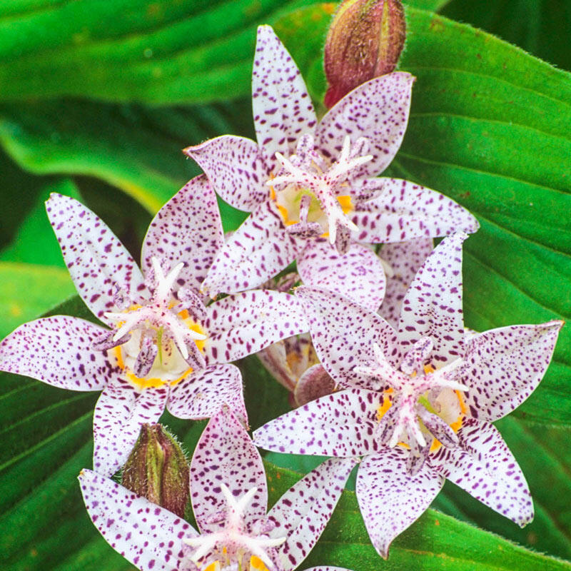 Toad Lily Collection Lily Blooms Species Growing Bonsai Bulbs Roots Rhizomes Corms Tubers Potted Planting Reblooming Fragrant Garden Flower Seeds Plant