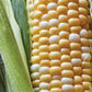Corn, Ambrosia Hybrid