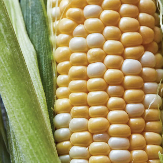 Corn, Ambrosia Hybrid