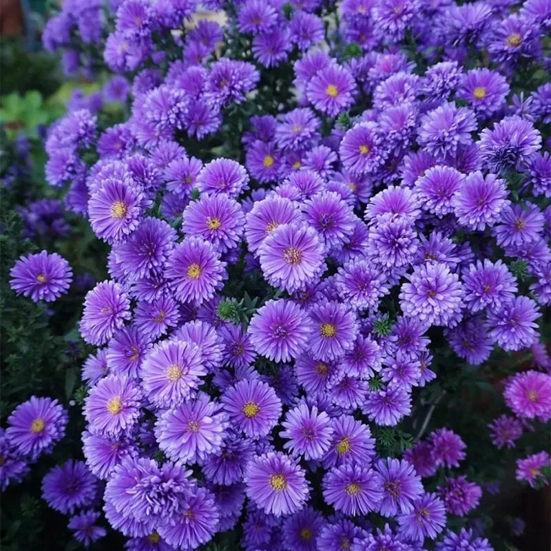 Purple Daisies:Amethyst Gem