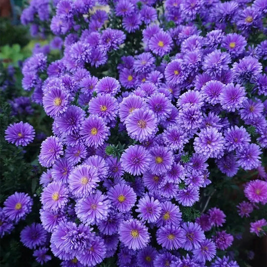 Purple Daisies:Amethyst Gem