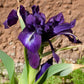 Shooting Star Very Dark Bearded Iris Species Growing Bonsai Bulbs Roots Rhizomes Corms Tubers Potted Planting Reblooming Fragrant Garden Flower Seeds Plant
