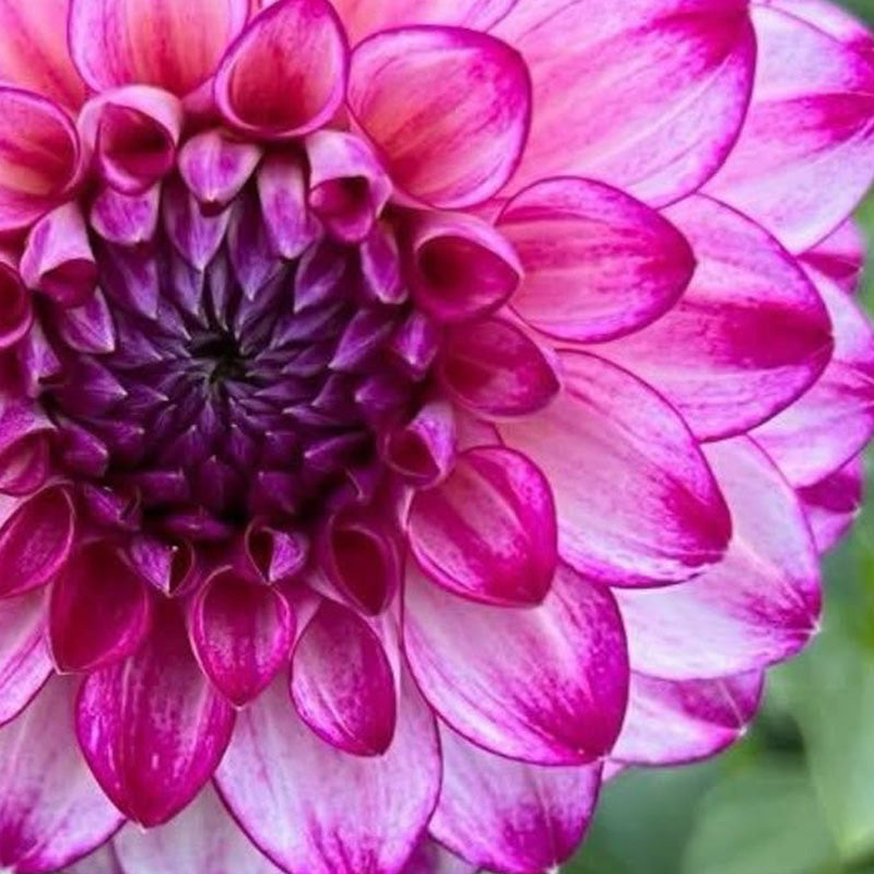 Dahlia Seeds with White Petals and Magenta Flower Edges