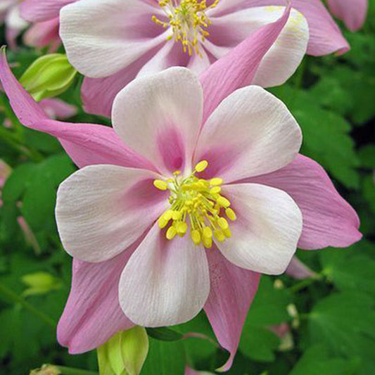 Columbine, Early Bird Light Pink & White