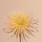 APRICOT STAR