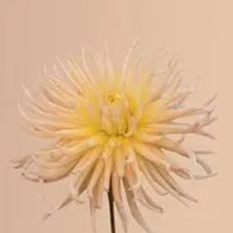 APRICOT STAR