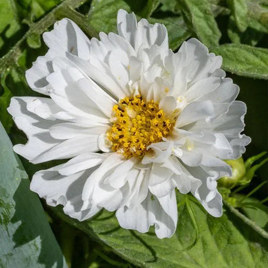 Snow Puff