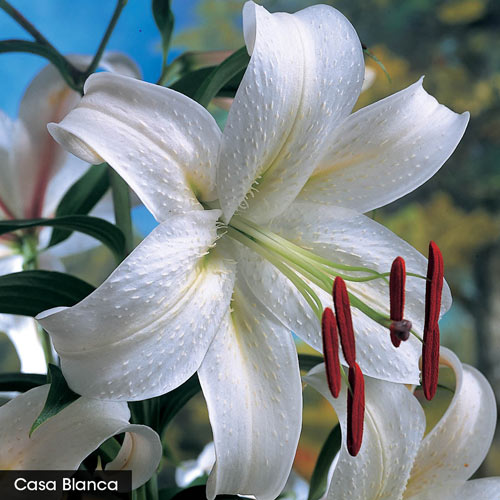 Classic Fragrant Lily Species Growing Bonsai Bulbs Roots Rhizomes Corms Tubers Potted Planting Reblooming Garden Flower Seeds Plant