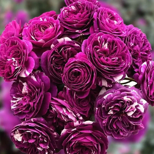 Rose “Scented Jewel