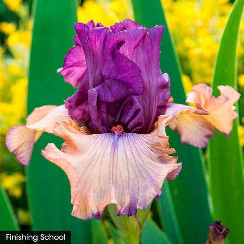 Tickled Pink Iris Collection Bonsai Flower Plants Heirloom Iris Perennial Flower Ling Rare Home Garden Flower Seeds Plant