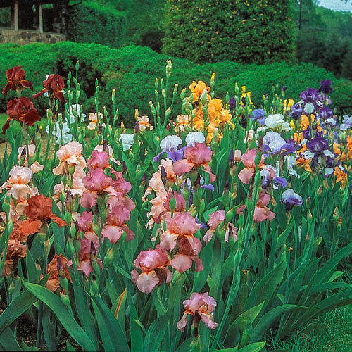 The Works Bearded Iris Butter Sugar Siberian Iris Large And Beautiful Iris species Growing Bonsai Seeds Flower Plant Bulbs Roots Rhizomes Corms Tubers Potted Planting Reblooming Fragrant Garden