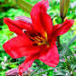 Summer Stunner Lily Tree Collection Lily Blooms Species Growing Bonsai Bulbs Roots Rhizomes Corms Tubers Potted Planting Reblooming Fragrant Garden Flower Seeds Plant