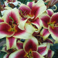 Sweetheart Orienpet Hybrid Lily Blooms Species Growing Bonsai Bulbs Roots Rhizomes Corms Tubers Potted Planting Reblooming Fragrant Garden Flower Seeds Plant