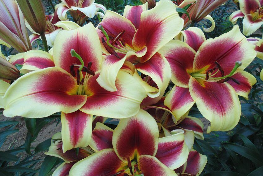 Sweetheart Orienpet Hybrid Lily Blooms Species Growing Bonsai Bulbs Roots Rhizomes Corms Tubers Potted Planting Reblooming Fragrant Garden Flower Seeds Plant