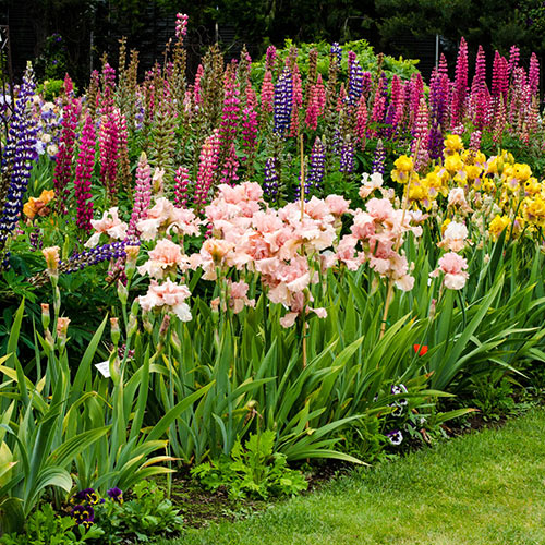 Bearded Iris Landscape Mix Bolster Your Display Dutch Iris Flower Roots Bulbs Garden Fragrant Flower Seeds Plants Multiply Rapidly Gorgeous Reblooming Home Balcony Bonsai