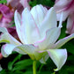Anouska Double Oriental Lily Blooms Species Growing Bonsai Bulbs Roots Rhizomes Corms Tubers Potted Planting Reblooming Fragrant Garden Flower Seeds Plant
