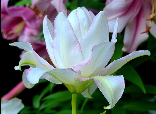 Anouska Double Oriental Lily Blooms Species Growing Bonsai Bulbs Roots Rhizomes Corms Tubers Potted Planting Reblooming Fragrant Garden Flower Seeds Plant