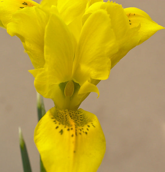 Reticulata Irises Iris Reticulata Var Bakeriana Bearded Iris Species Growing Bonsai Bulbs Roots Rhizomes Corms Tubers Potted Planting Reblooming Fragrant Garden Flower Seeds Plant