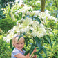 Pretty Woman Lily Tree Blooms Species Growing Bonsai Bulbs Roots Rhizomes Corms Tubers Potted Planting Reblooming Fragrant Garden Flower Seeds Plant