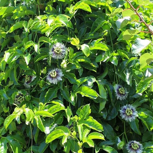 Passion Fruit Flower Seeds for Planting